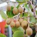 Kiwi SOLISSIMO ® Renact