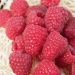 Framboisier MARASTAR ® Cov