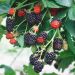 Mûrier géant Triple Crown ou ronce à fruits