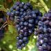 Vigne de table Muscat de Hambourg