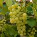 Vigne Fragola Noah