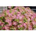 Green Edge Pink® Sunsuf Suika