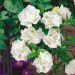Surfinia DOUBLE WHITE ® Sundaho