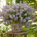 Scaevola SURDIVA ® Blue