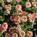 Verveine LANAI ® Peach