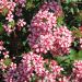 Verveine LANAI ® Candy Cane