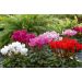 Mini cyclamens