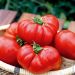 Tomate Buffalo Steack F1