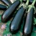 Aubergine greffée longue Fabina F1