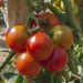 Tomate Montfavet F1