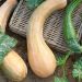 Plant de Courge musquée Longue de Nice