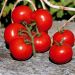 Tomate grappe Premio F1