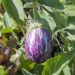 Aubergine Rania F1