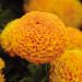 Rose d’Inde naine Perfection F1 Orange