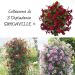 Collection de 3 Dipladénias SUNDAVILLE ®