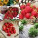 Les 60 fraisiers