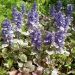 Ajuga reptans ‘Burgundy Glow’ ou Bugle panachée