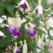 Fuchsia vivace Delta Sarah