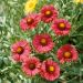 Gaillarde Bourgogne