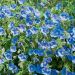 Géranium vivace Johnson's Blue