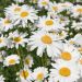 Leucanthemum maximum