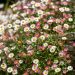 Erigeron Karvinskianus