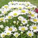 Leucanthemum Little Princess