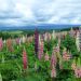 Lupins de Russell Hybrides