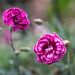Oeillet anglais 'Moulin Rouge', oeillet mignardise ou Dianthus plumarius