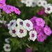 Plantes vivaces  aux superbes inflorescences de couleurs vives