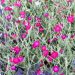 Lychnis coronaria ou Coquelourde des jardins