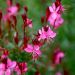 Gaura Gaudi Red