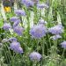 Scabieuse Butterfly Blue