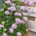 Scabieuse Pink Mist