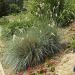 Graminée Avena sempervirens ou Helictotrichon sempervirens
