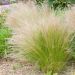 Graminée Stipa tenuissima