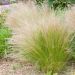 Graminée Stipa tenuissima
