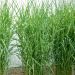 Graminée Miscanthus Zebrinus
