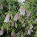 Campanule ‘Elizabeth’ rose ou Campanula takesimana