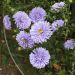 Aster de Nouvelle Belgique ‘Marie Ballard’