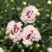 Oeillet anglais ‘Raspberry Sundae’