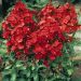 Phlox paniculata Tenor