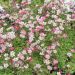 Saxifrages arendsii rose
