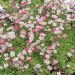 Saxifrages arendsii rose