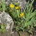 Sisyrinchium de Californie