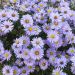 Aster nain d'automne Professor Anton Kippenberg ou Aster dumosus