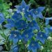 Platycodon mariesii