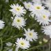 Leucanthemum maximum ‘Wirral Supreme’