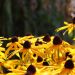Rudbeckia fulgida var. speciosa ou rudbeckia jaune