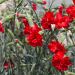 Oeillet anglais Lady In Red